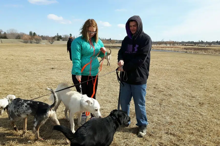 Dog owners support addition of more dog parks in Regina