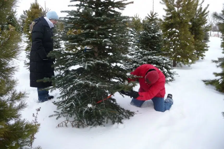 Busiest weekend of the year for Christmas tree farms