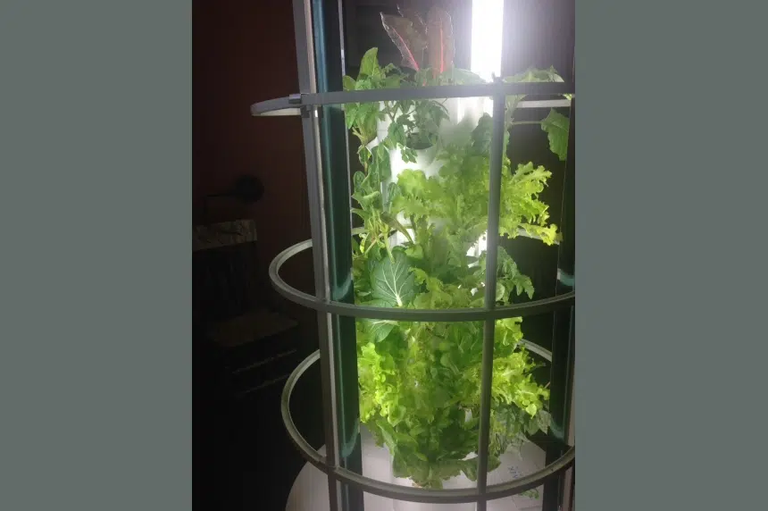 Aeroponic garden system takes edge off high produce prices for Sask. woman
