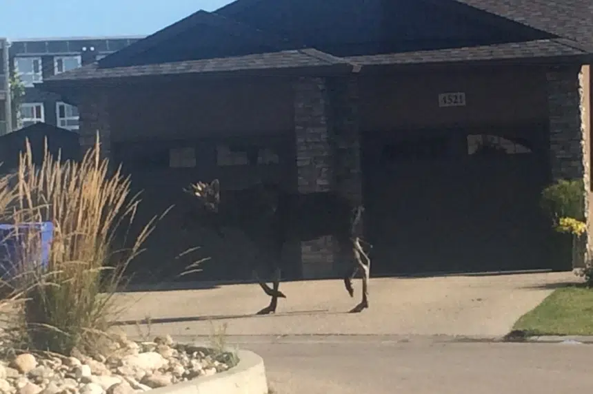 Moose on the loose in Regina