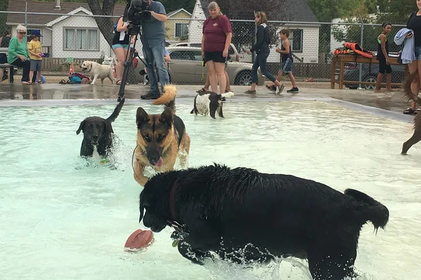 Dogs take over Mayfair pool for summer swim