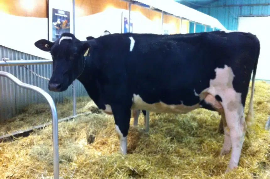 U of S researchers take on cattle diseases