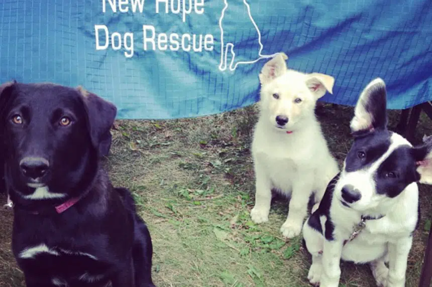 Saskatoon rescue continuing with 'Dog's Purpose' fundraiser despite controversy