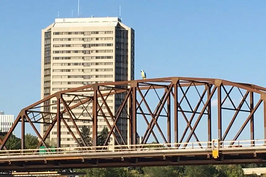 Traffic Bridge parrot mystery continues  