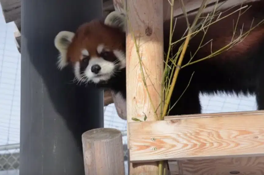 Saskatoon Forestry Farm releases video of red panda checkup
