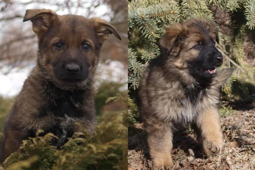 Kaos, Kazoo among winning names chosen for RCMP puppies