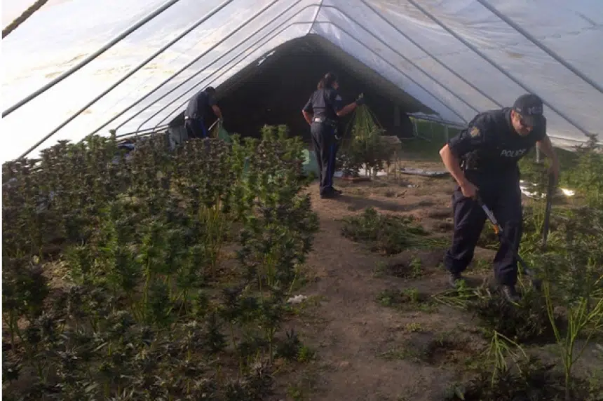 Large grow-op discovered northeast of Regina; over 400 marijuana plants seized