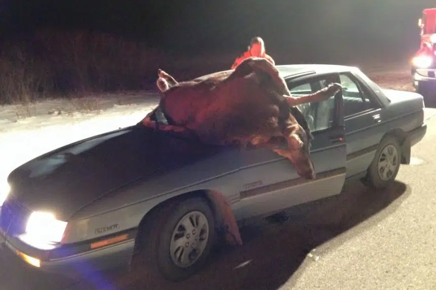 Moose collide with cars on Highway 5 near Wadena