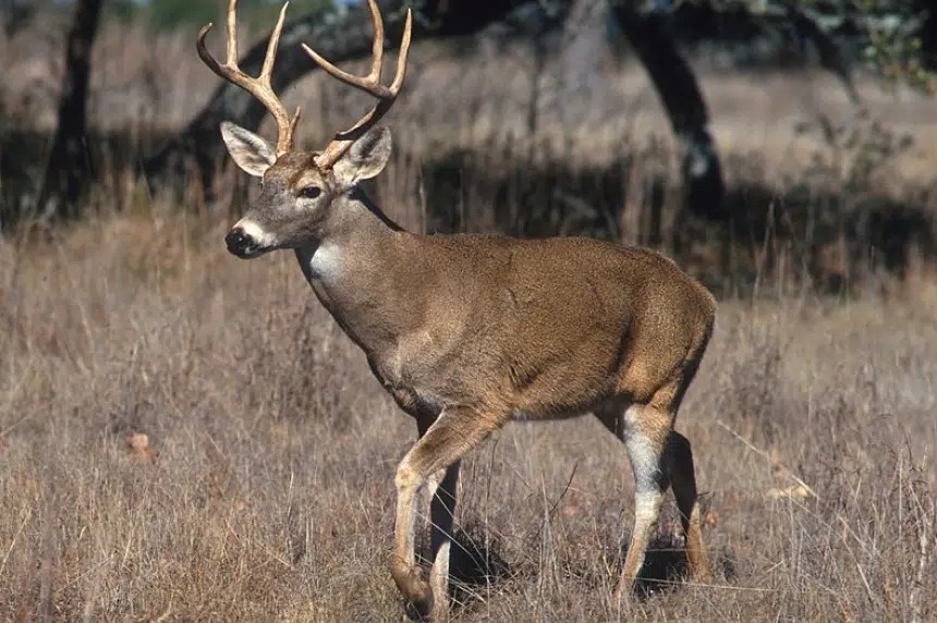 Oh deer: Researchers find white-tailed deer infected with COVID-19