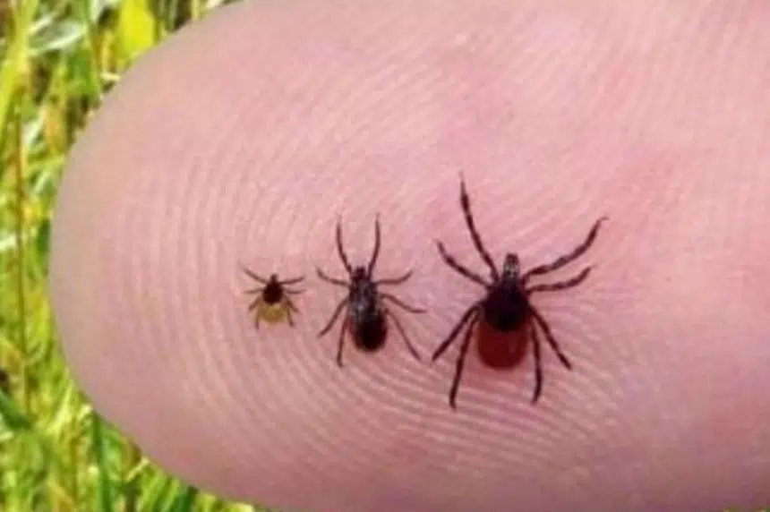 Health region warning public about ticks in the Battlefords
