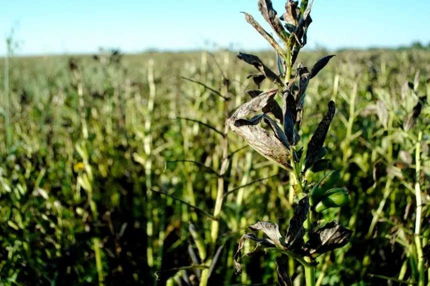 Saskatchewan farmers try new faba bean crop