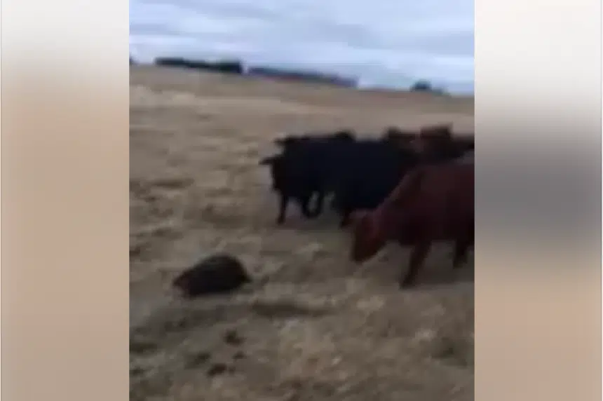 'Most Canadian thing ever:' beaver herds curious cows