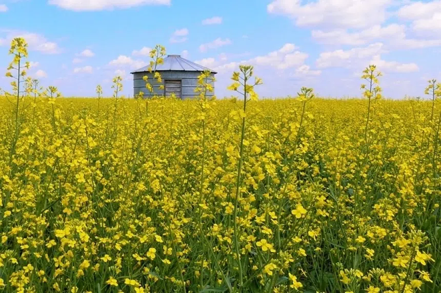 Federal government boosts loans for canola farmers amid tensions with China