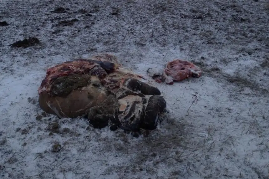 GRAPHIC PHOTOS: Farmer finds cow guts, no cow near Weyburn