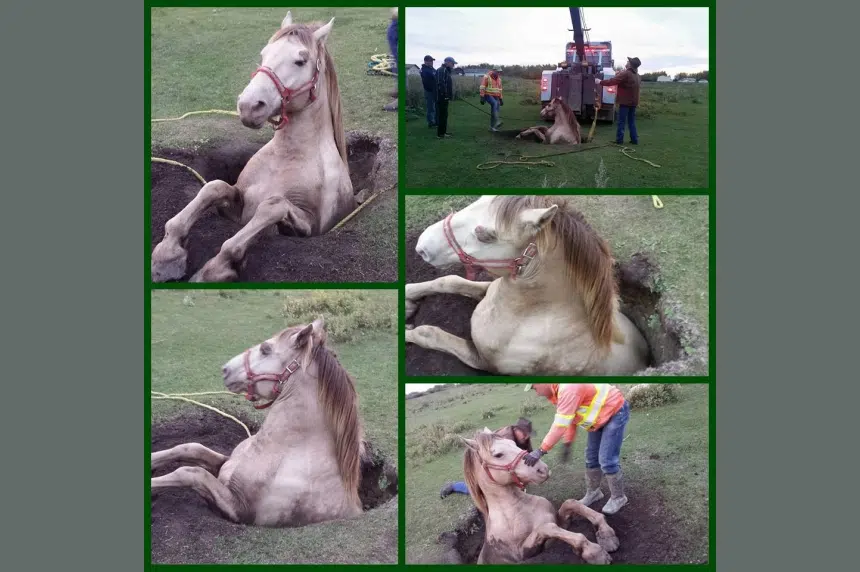 Dramatic horse rescue near Martensville after animal falls in old well