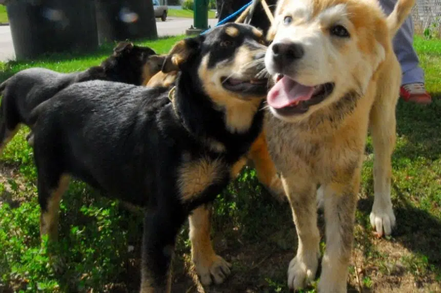 Nasty canine disease found in stray Saskatoon puppies: SPCA