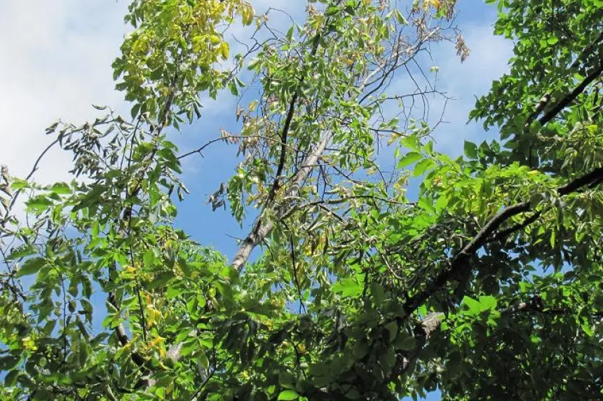 3 Regina trees cut down because of Dutch elm disease