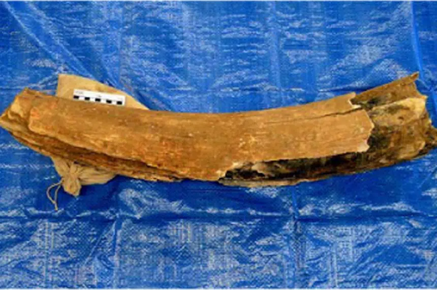 Woolly mammoth tusk discovered east of Saskatoon