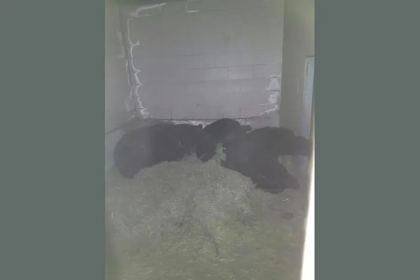 Grizzly bears hibernate for first time ever at Saskatoon zoo