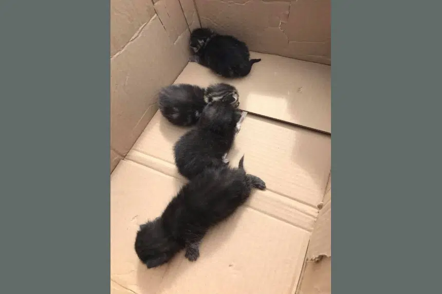 Kittens found in Regina dealership recycling bin