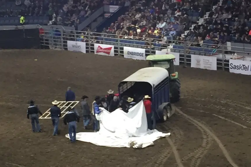 Update: Horse euthanized after neck or spinal injury during Agribition rodeo