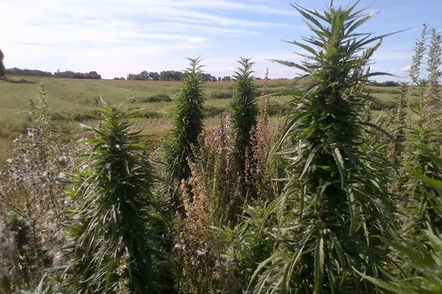 Maidstone RCMP investigate suspected marijuana plants on farmer's field