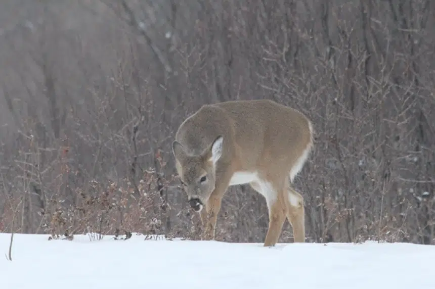 Province warns against feeding deer during winter