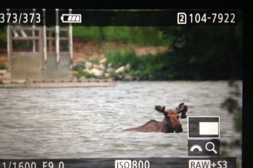 Moose takes a swim in Wascana Lake