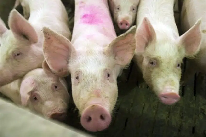 U of S researchers develop vaccine for deadly pig virus
