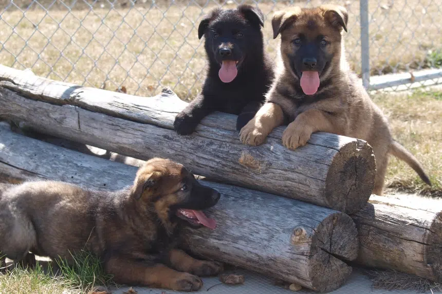 RCMP puppies named in national contest