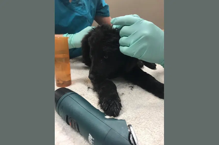 'Close to death:' Vet saves puppy with tick infestation