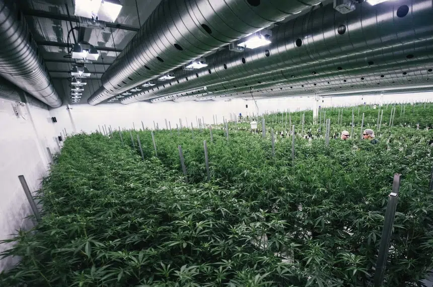 Yorkton pot plant expanding, will create more jobs