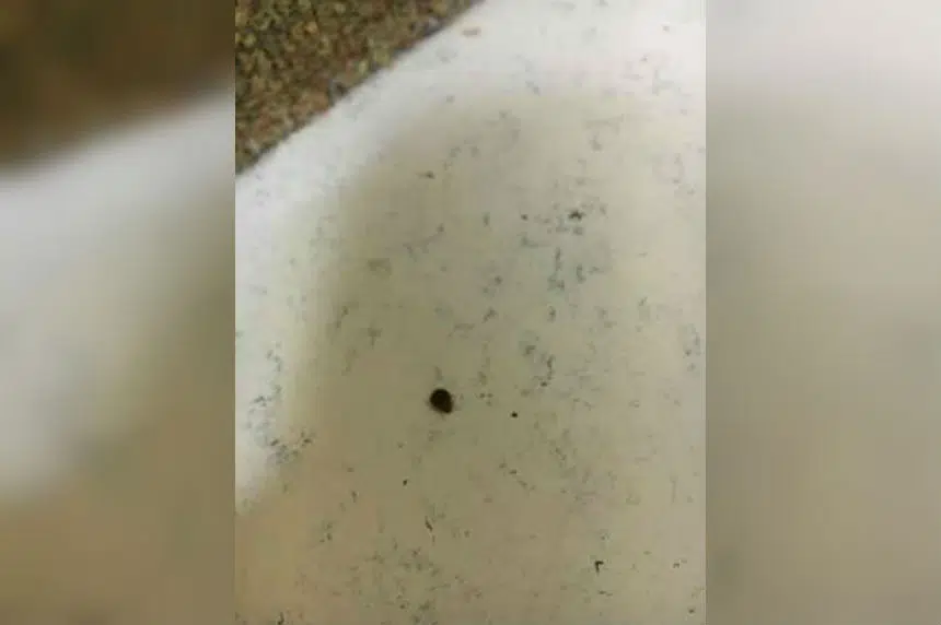 Insects shown in video from U of S library not bed bugs
