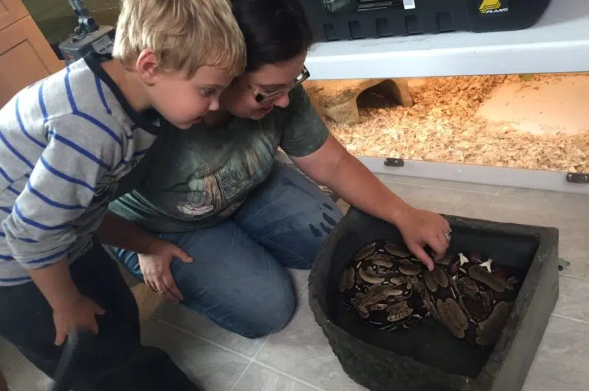 Sask. reptile rescue caring for constrictor looks to expand