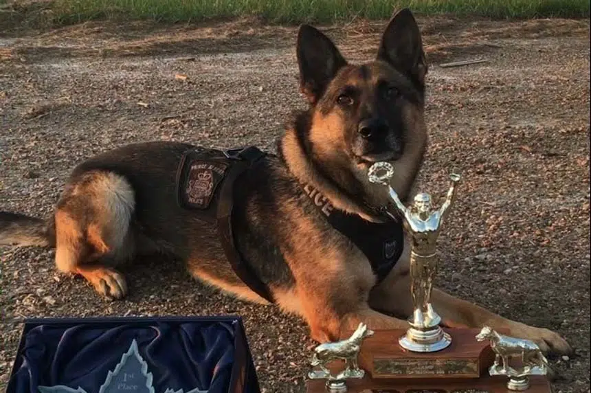 Sask. police dog sniffs out win at national competition