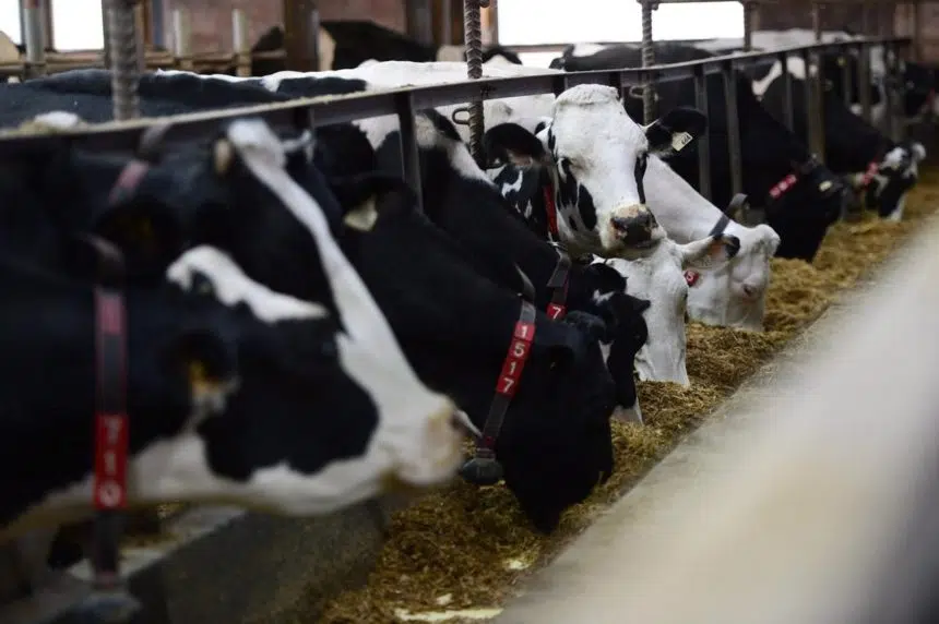 SaskMilk responds to Trump criticism of Canadian dairy industry