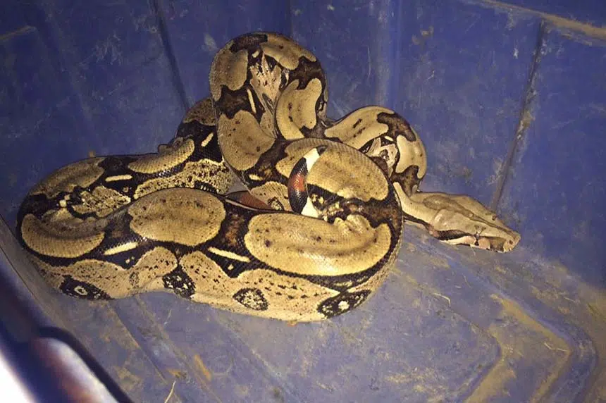 Snake on the plains: boa constrictor found roaming Saskatoon