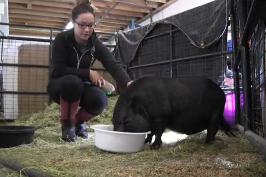 B.C. SPCA says noteworthy singing pig tips the scales in search of forever home