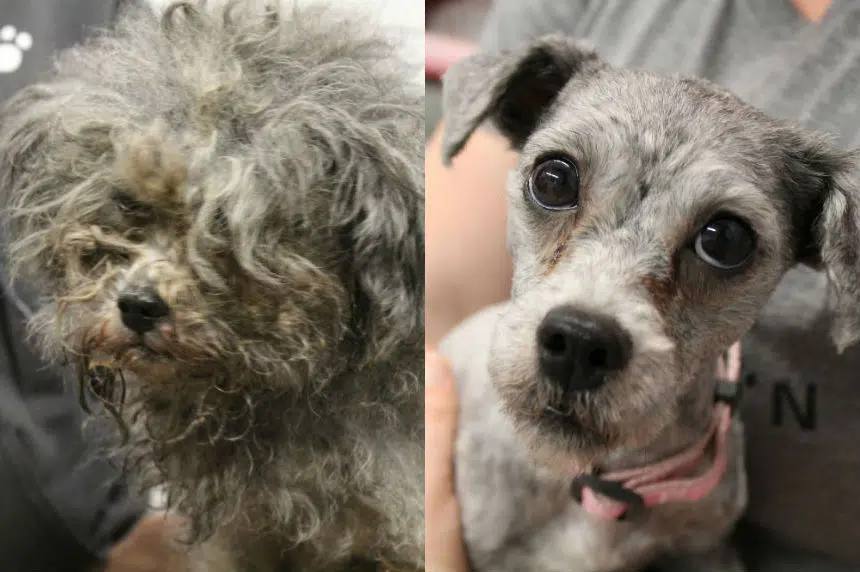 Group of stray dogs found in Saskatoon to find new homes
