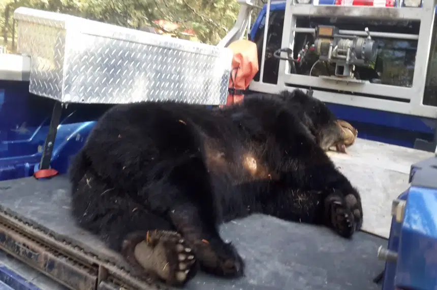 Nipawin-area man kills black bears after close encounter