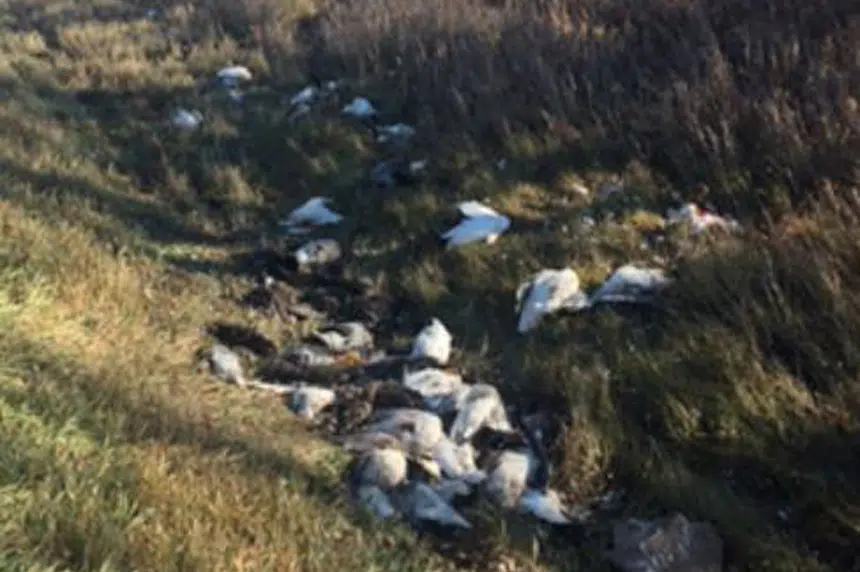 Dozens of dead birds left in Sask. field