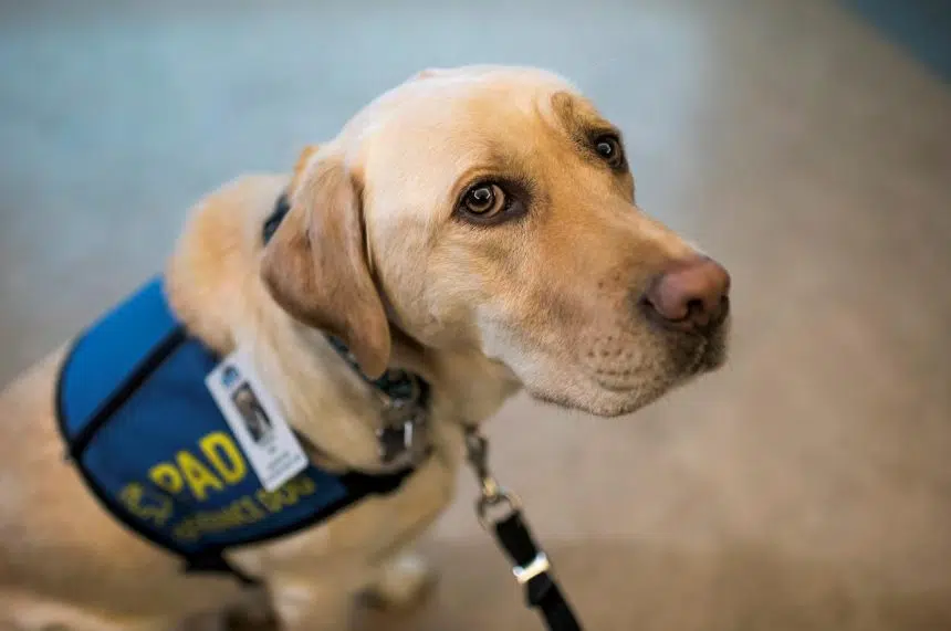 Labrador retriever supports children suspected of suffering from abuse, neglect