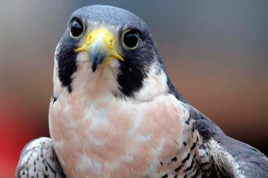 Peregrine falcon no longer a threatened species after four decades