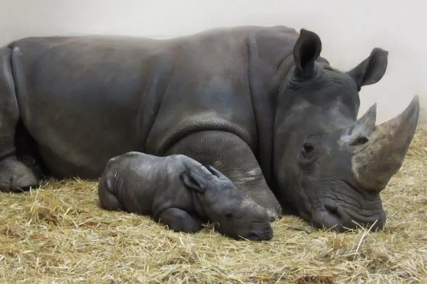First white rhinoceros born at Toronto Zoo in 27 years has 'very hairy ears'