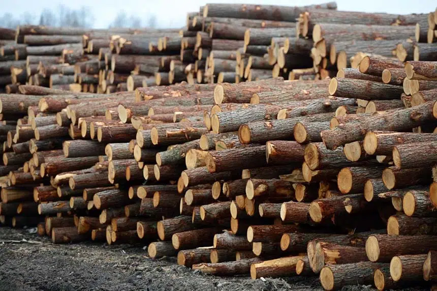 U.S. agency rules against Canada; says softwood imports harm American industry