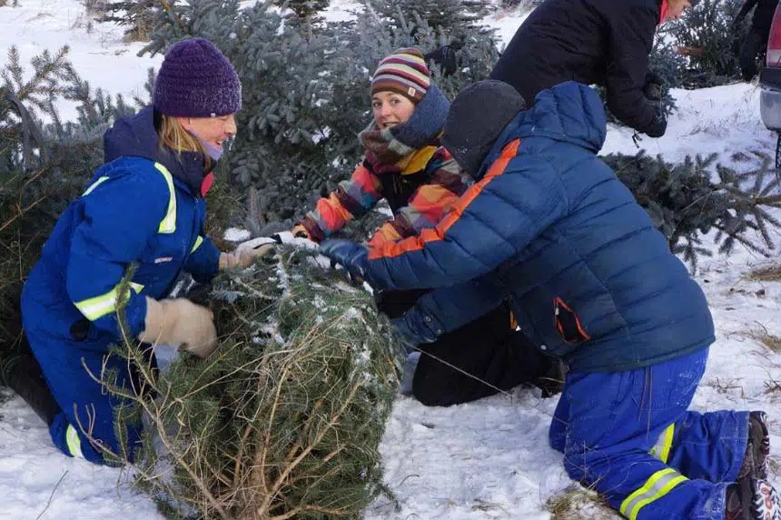 Free Christmas trees offered to curb invasive spruce 