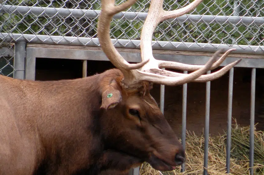 Popular elk euthanized after injury at Forestry Farm