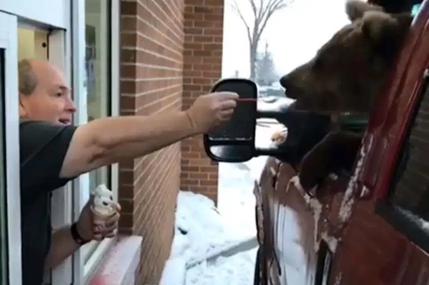 Concerns raised about ice-cream-eating bear at drive-thru in Innisfail, Alta.