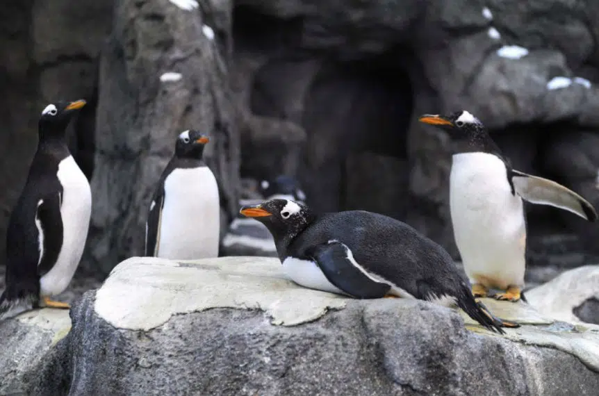 Calgary Zoo brings penguins indoors because of frigid temperatures