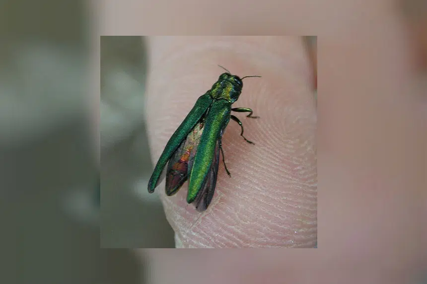 100,000 ash trees in Saskatoon at risk by invasive beetle